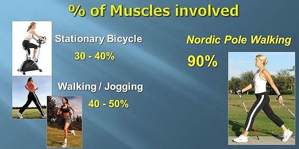 insideout_physiotherapy_-_nordic_-_percentage_of_muscles_v2